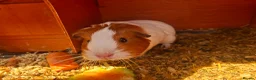 Guinea Pig rodents for sale: 3 x female guinea pigs and 2 tier hutch in Southampton - Advert 4