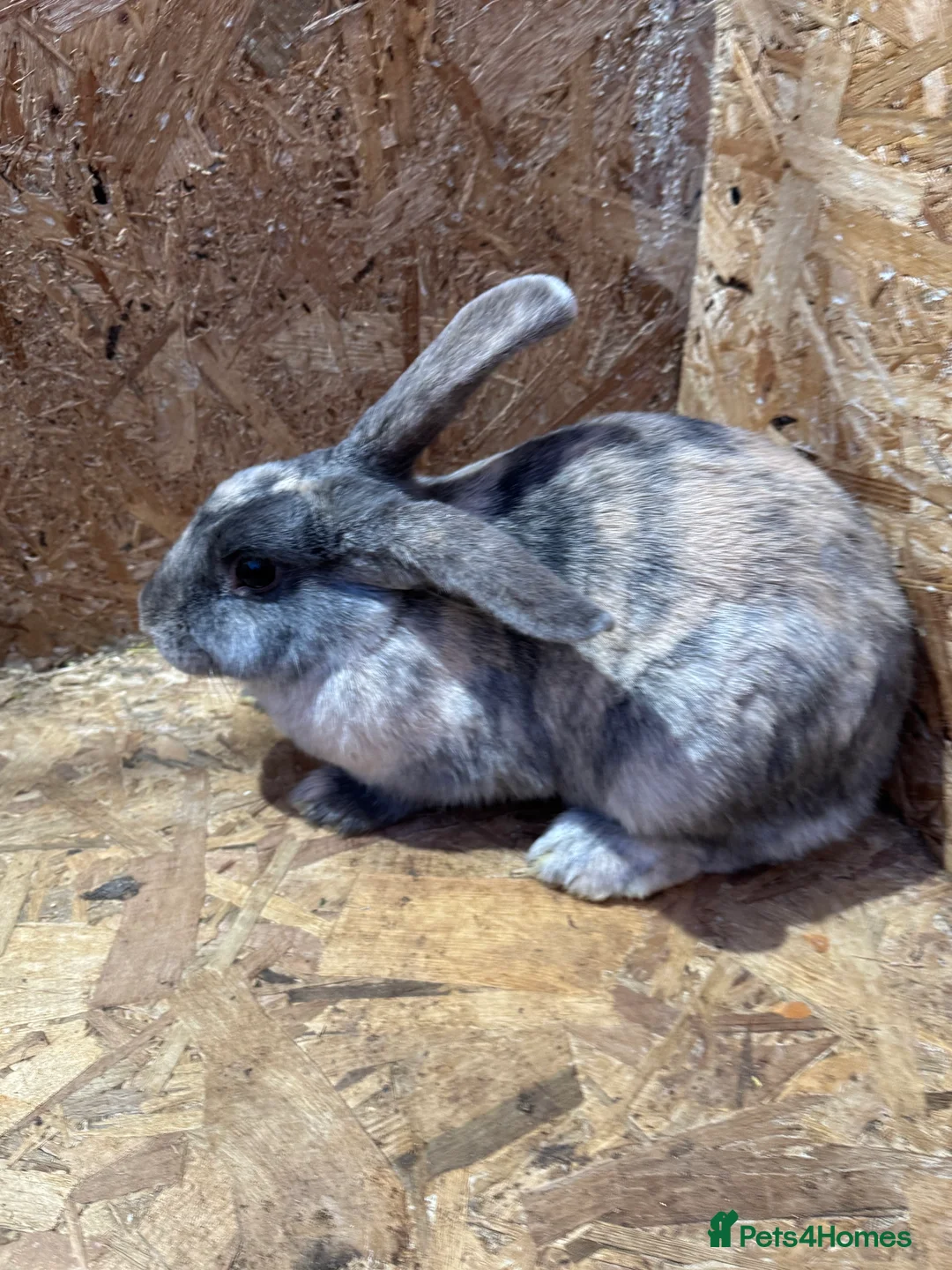 Mini Lop rabbits for sale: Female and male rabbits for sale  - Advert 3