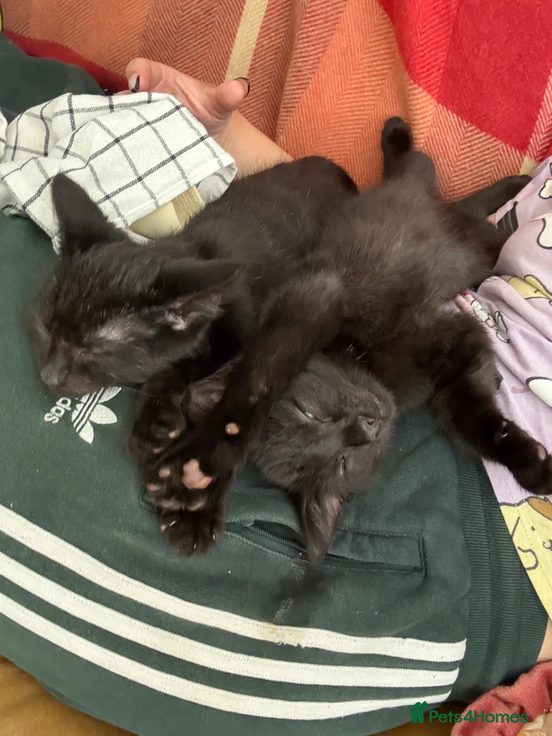 British Shorthair cats for sale: Rehoming Mochi & Sandwich  - Advert 5