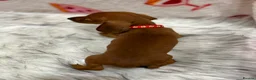 Miniature Dachshund dogs for sale: ⭐️Beautiful Kaninchen Pups READY NOW - Advert 37