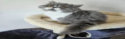 Persian cats for sale: Stuning Persian Girls - Advert 30