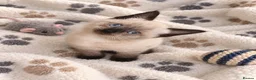 Mixed Breed cats for sale: 6 beautiful kittens  - Advert 1