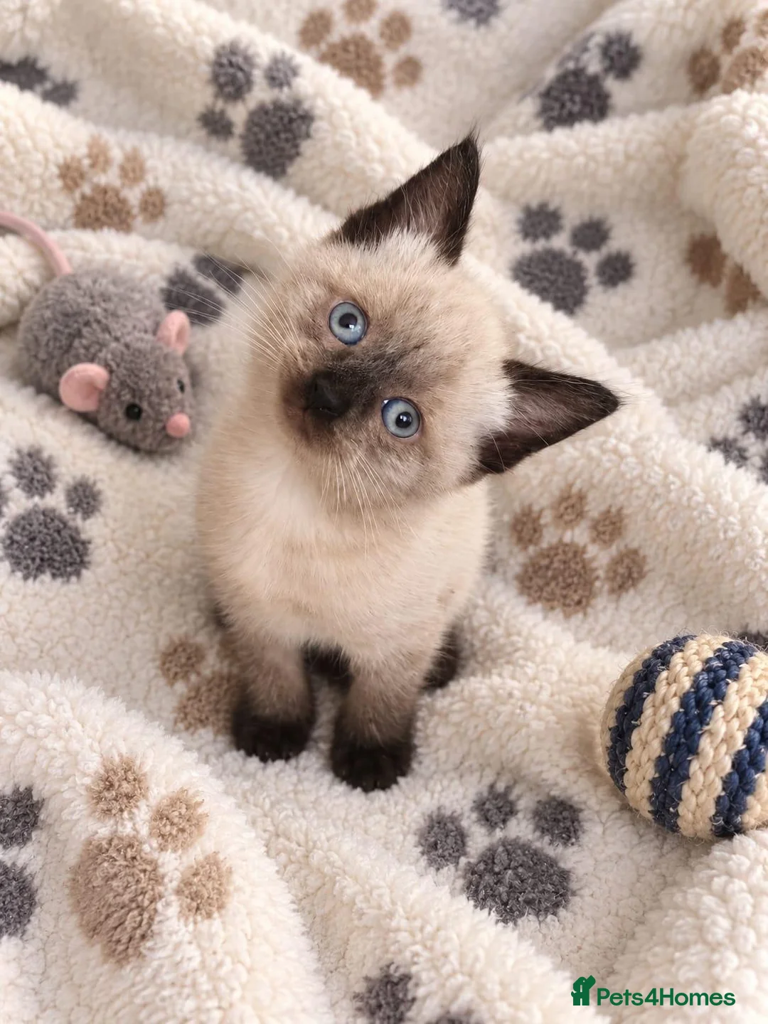Mixed Breed cats for sale: 6 beautiful kittens  - Advert 1