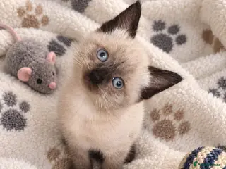 Mixed Breed cats 6 beautiful kittens - Advert 2