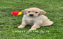 Golden Retriever dogs for sale: KC GOLDEN RETRIEVER PUPPIES  - Image 9