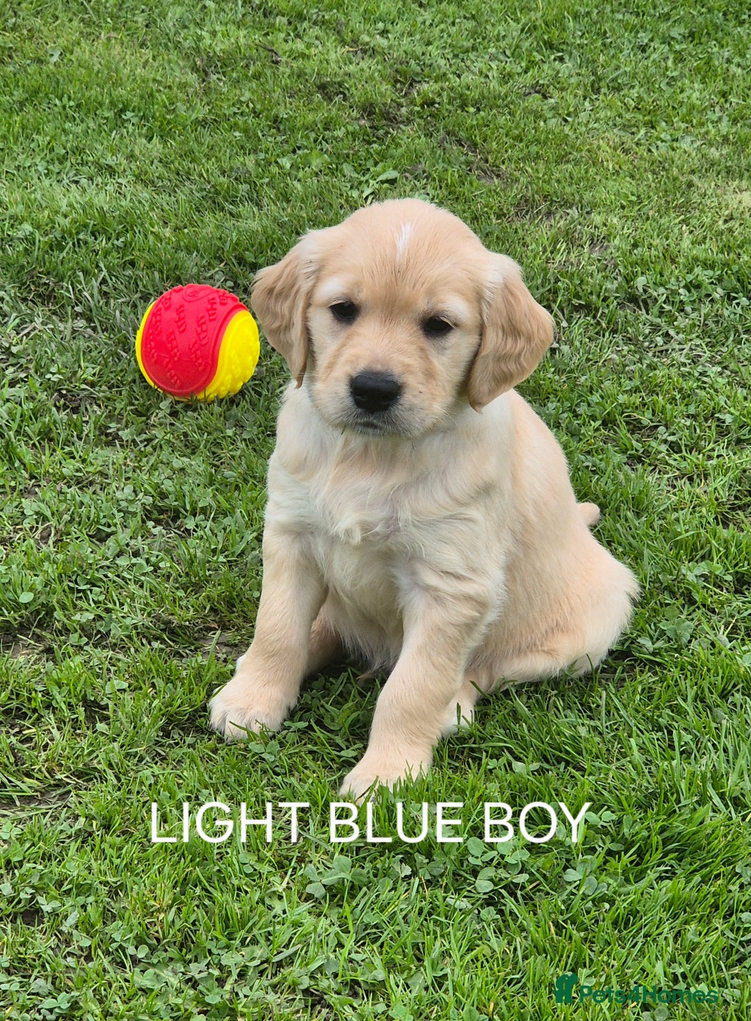 Golden Retriever dogs for sale: KC GOLDEN RETRIEVER PUPPIES  - Image 9