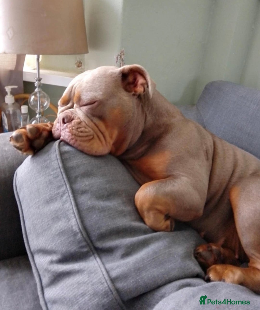 Olde English Bulldogge dogs for sale: 07496730941 : lilac tri Olde English Bulldogges - Image 18