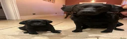 Labrador Retriever dogs for sale: KC FTCh Black Lab Boys - Elite Quality, Ready Now - Advert 10