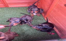 Dachshund dogs for sale: Standard Dachshund Puppies - Image 6