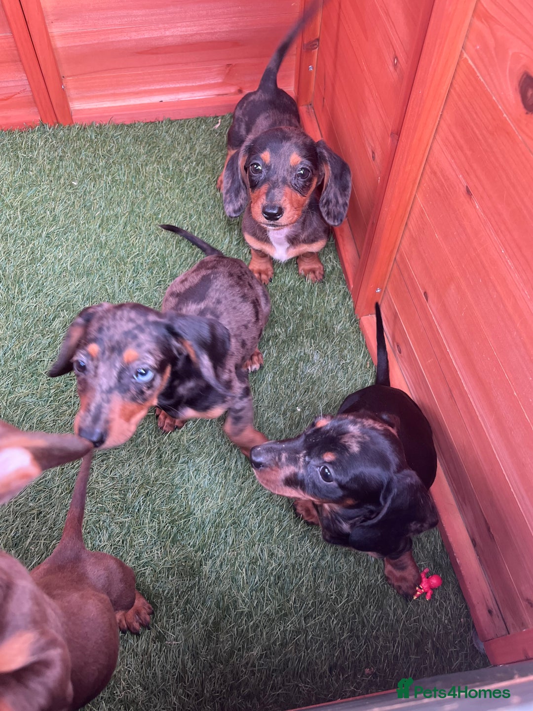 Dachshund dogs for sale: Standard Dachshund Puppies - Image 6
