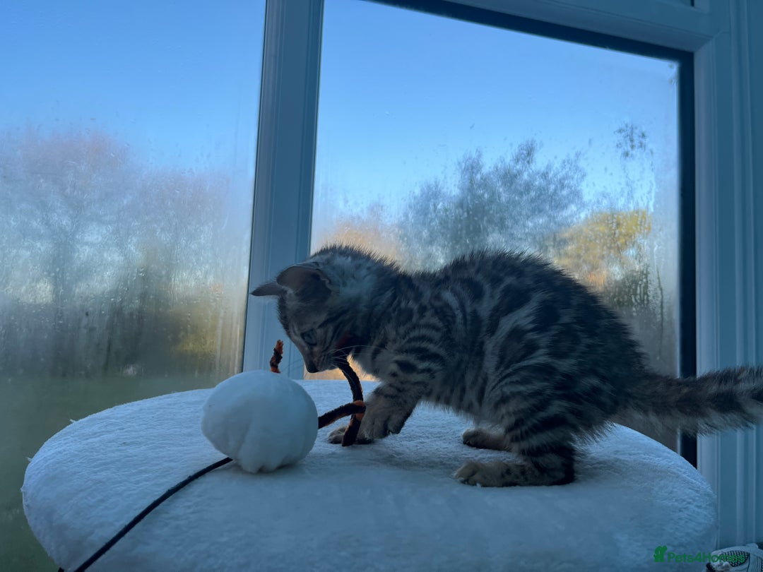 Bengal cats for sale: CUTE SILVER FEMALE BENGAL KITTEN (TICA)  - Advert 3