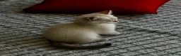 British Shorthair cats for sale: 🐾 TICA Reg BLH / BSH Kittens  🐾 - Advert 16
