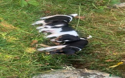Jack Russell dogs for sale: Beautiful Jack Russell Girls  - Image 6