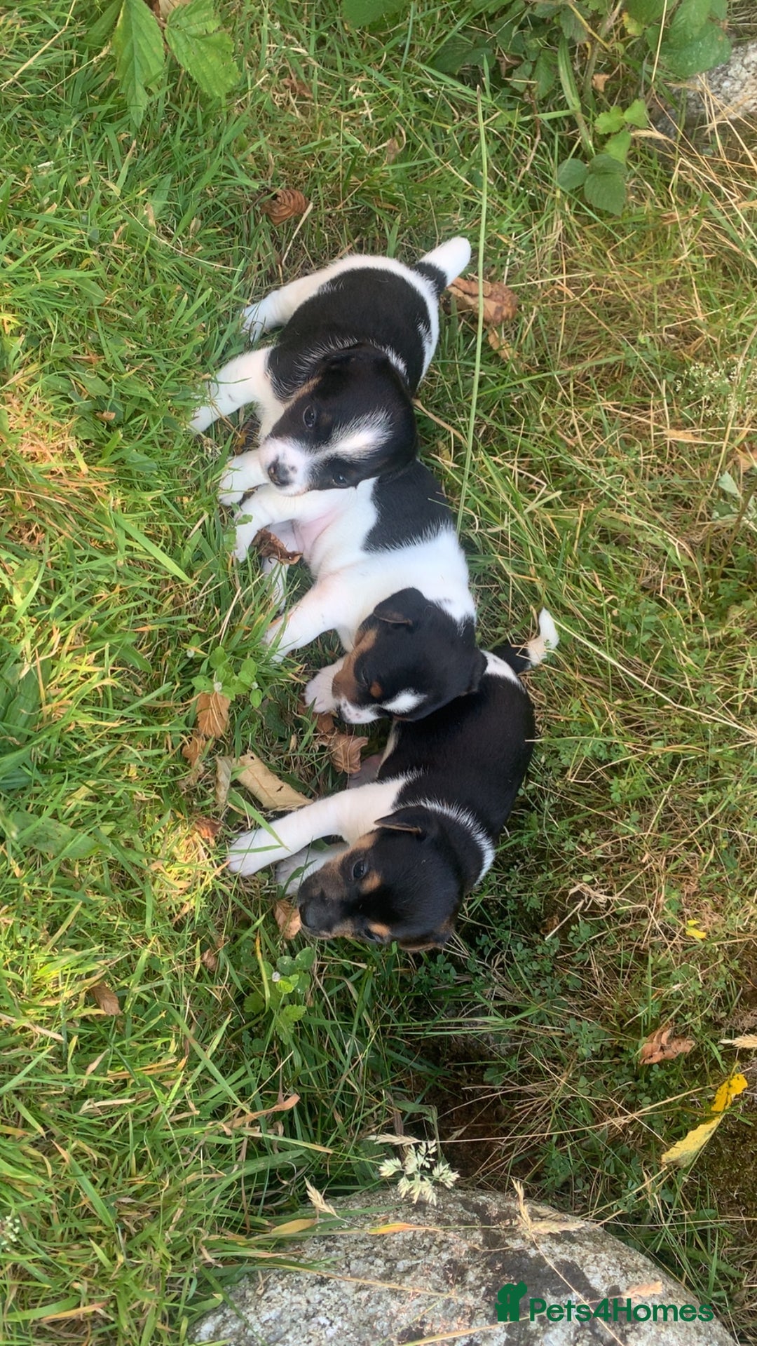 Jack Russell dogs for sale: Beautiful Jack Russell Girls  - Image 6