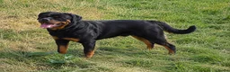 Rottweiler dogs for sale: STUNNING KC REGISTERED PUPPIES  - Advert 3