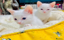 Ragdoll cats for sale: l Ragdol Kiten - Image 7
