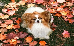 Papillon dogs for stud: KC registered shows quality stud. in Huddersfield - Image 1