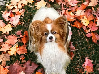 Papillon dogs in Huddersfield - Advert 2