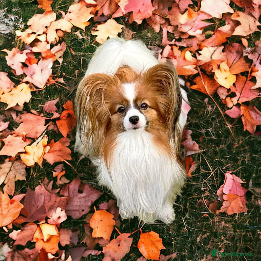 Papillon dogs for stud: KC registered shows quality stud. in Huddersfield - Advert 1