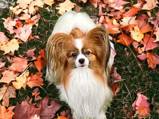 Papillon dogs KC registered shows quality stud. in Huddersfield - Advert 3