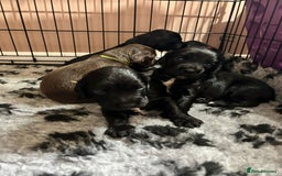 Sprocker dogs for sale: Sprocker puppies - Image 6