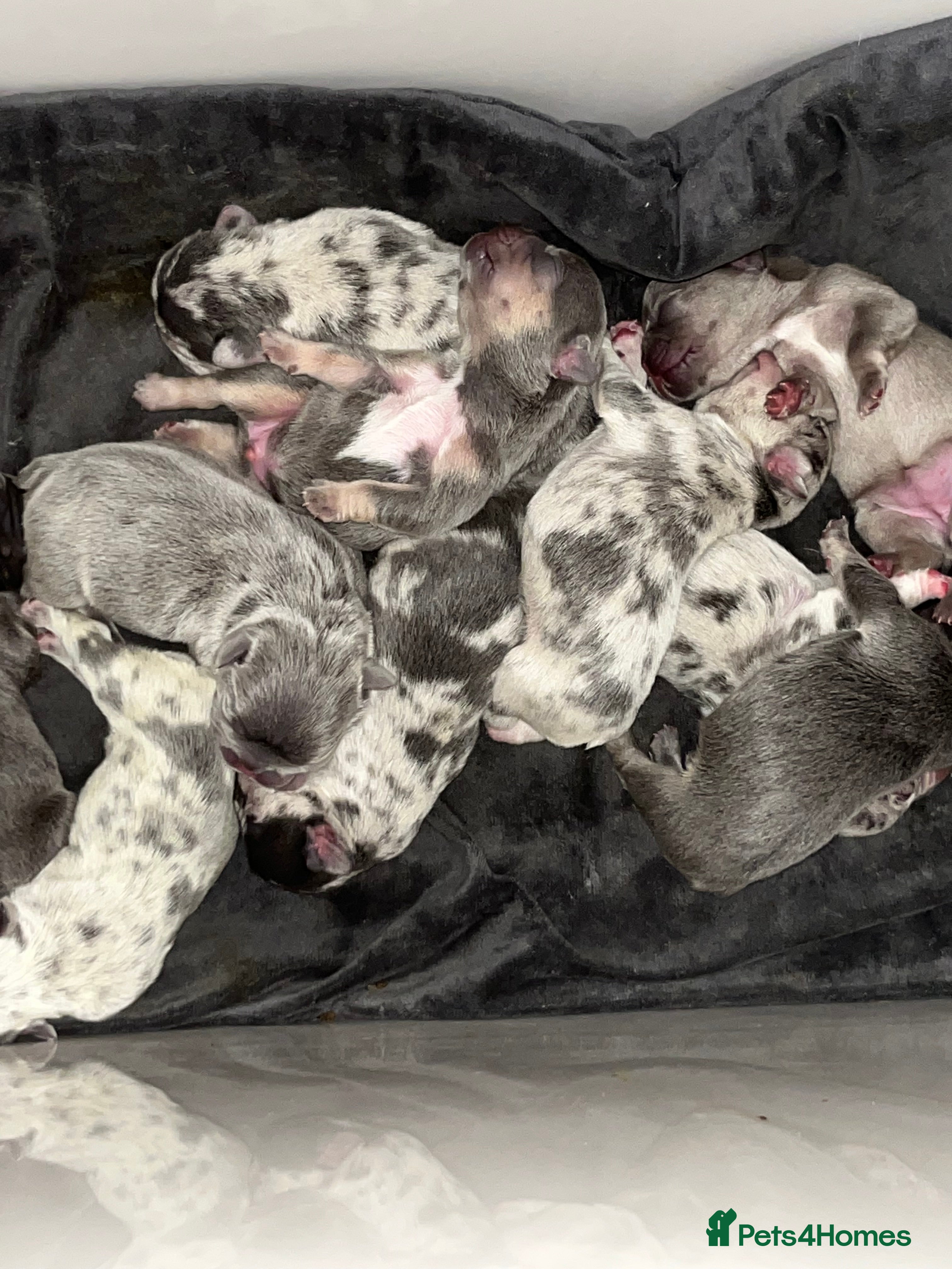French Bulldog dogs Beautiful litter of 10 French bulldogs! - Advert 3