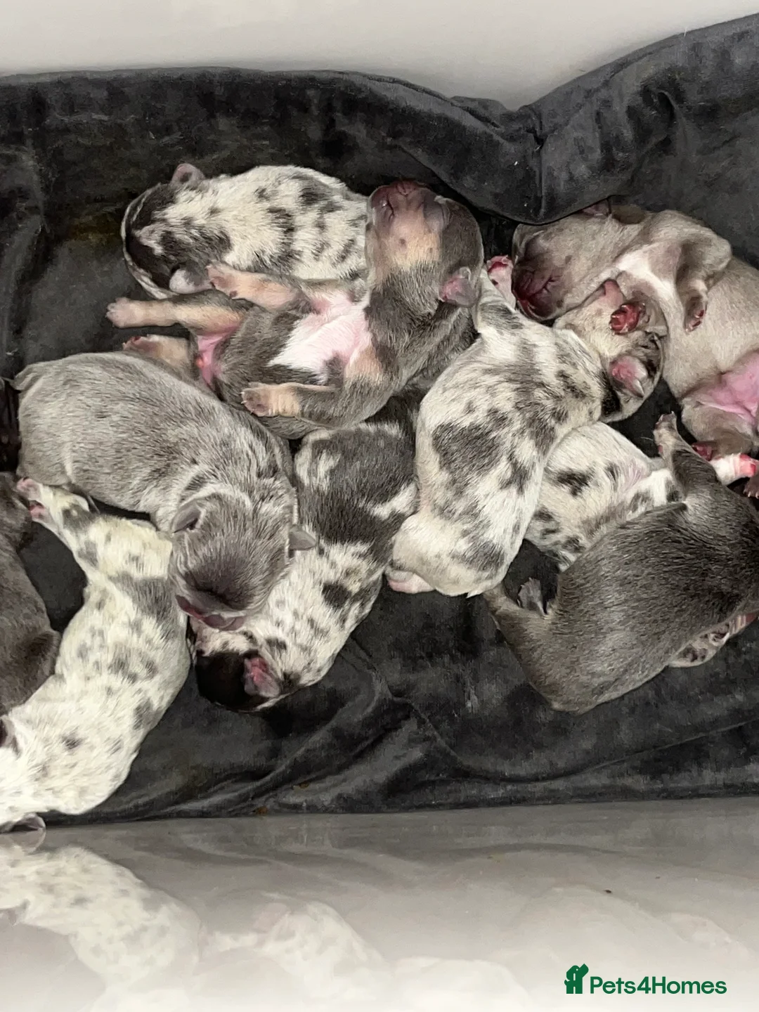 French Bulldog dogs for sale: Beautiful litter of 10 French bulldogs! - Advert 1