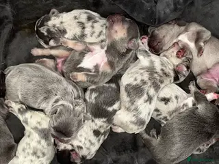 French Bulldog dogs Beautiful litter of 10 French bulldogs! - Advert 3