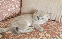 Ragdoll cats for sale: Mink ragdoll babies  - Image 6
