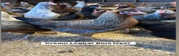 Chickens poultry for sale: Point of lay hens in a wide range of breeds  - Advert 8