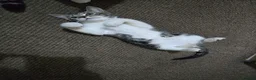 Mixed Breed cats for sale: Adorable Kittens Looking for Their Forever Homes in Derby - Advert 16