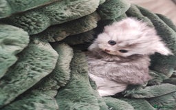 Munchkin cats for sale: Munchkin x Devon rex  - Image 12