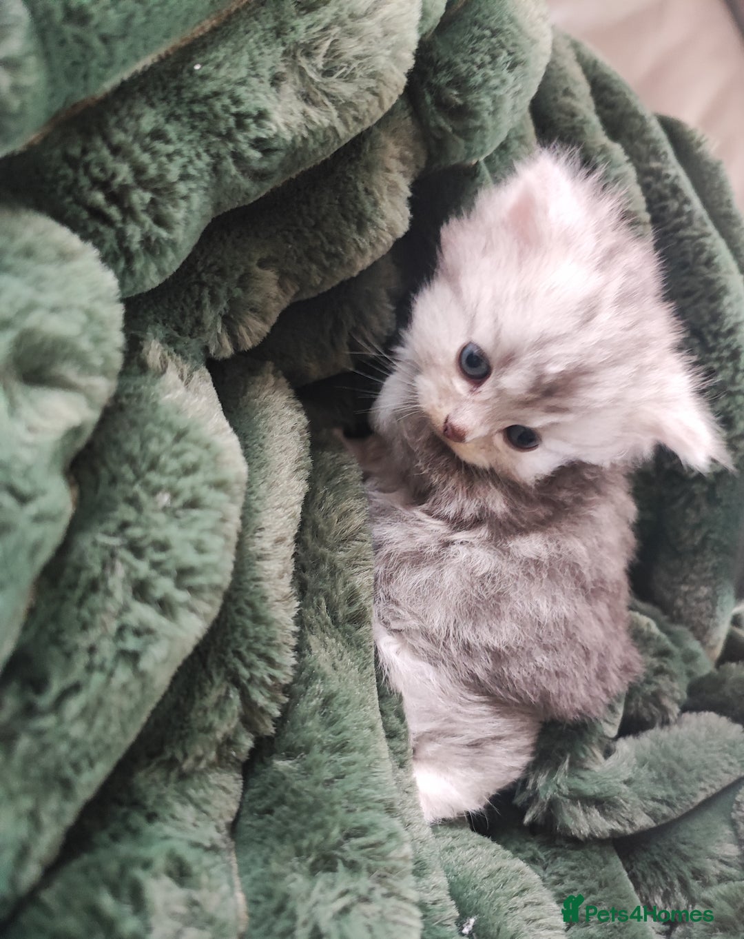 Munchkin cats for sale: Munchkin x Devon rex  - Image 12