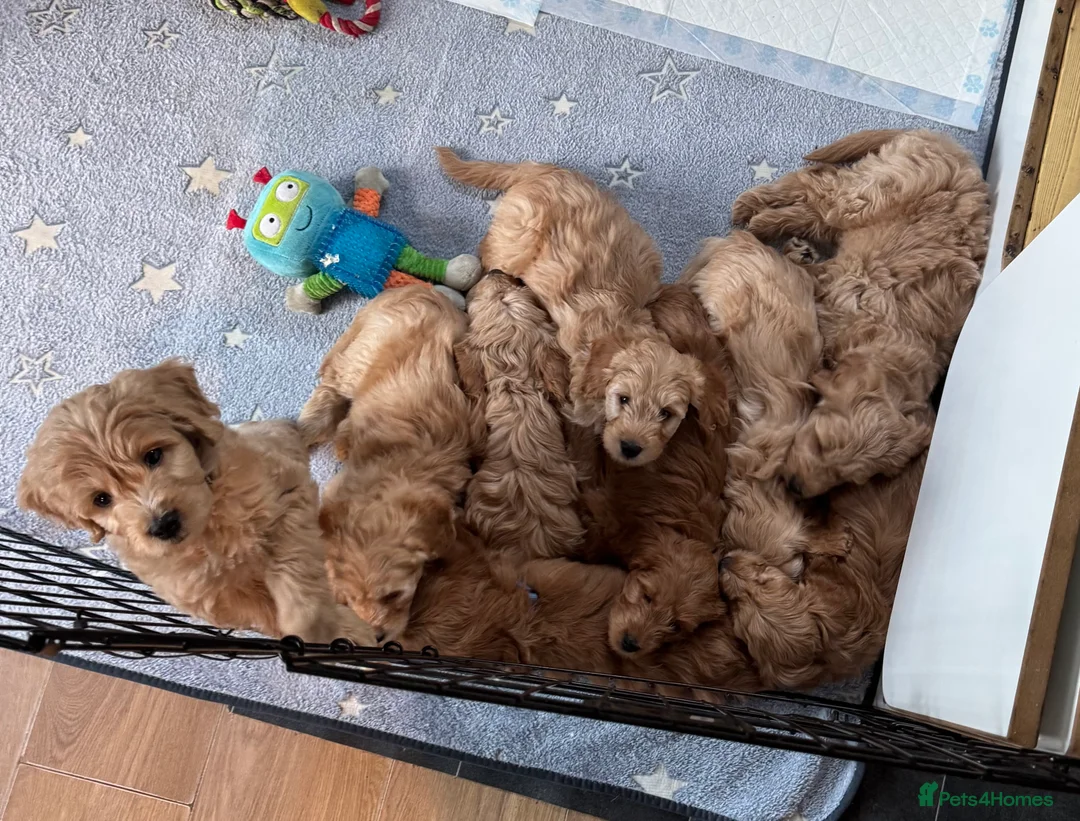 Goldendoodle dogs for sale: 2 girls left. F1 mini Goldendoodles - Advert 13