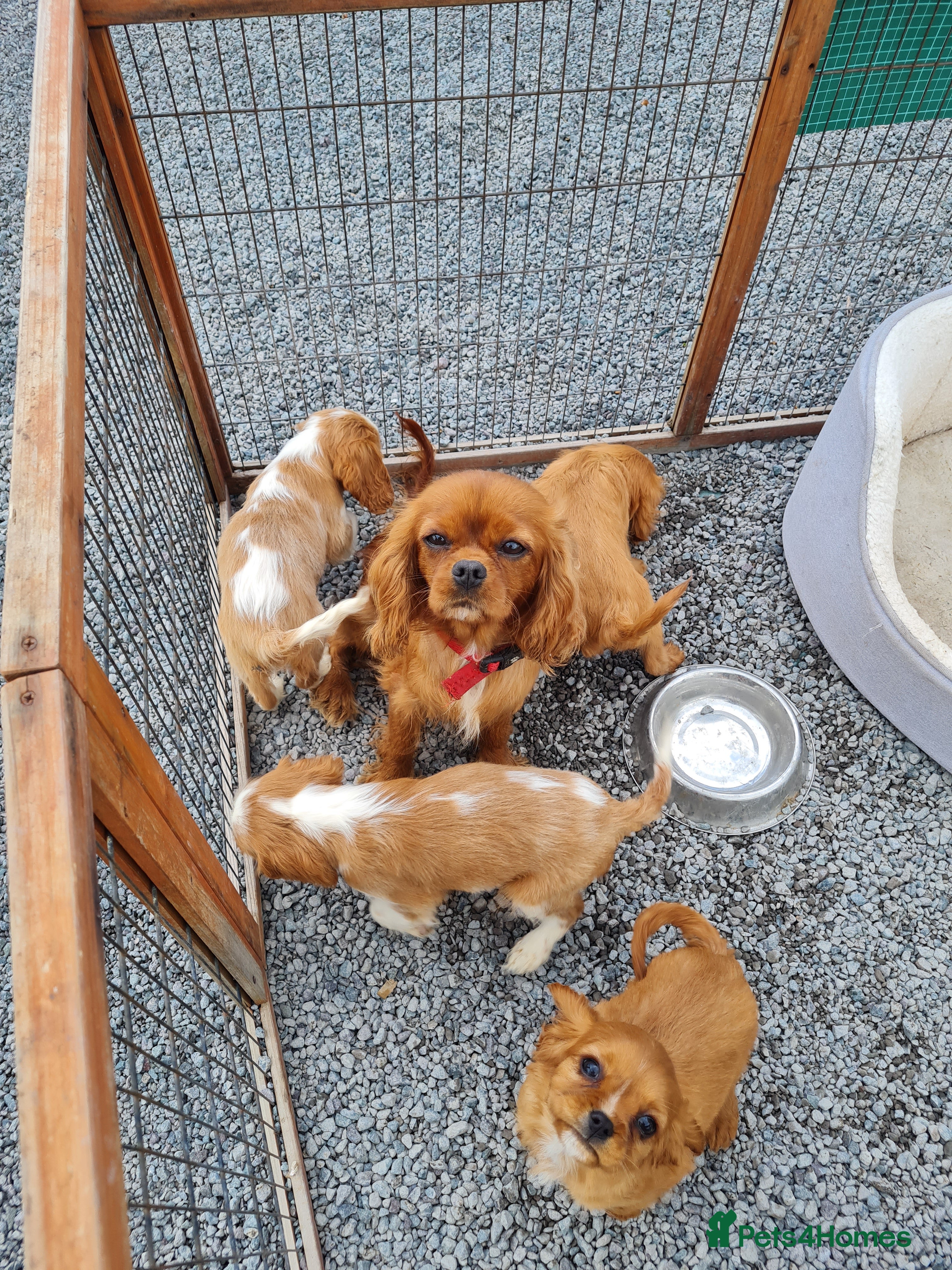 Cavalier King Charles Spaniel dogs for sale: Exquisite cavalier spaniel puppies  - Advert 2