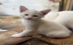 Siamese cats for sale: Stunning Siamese X Ragdoll kittens  - Image 10