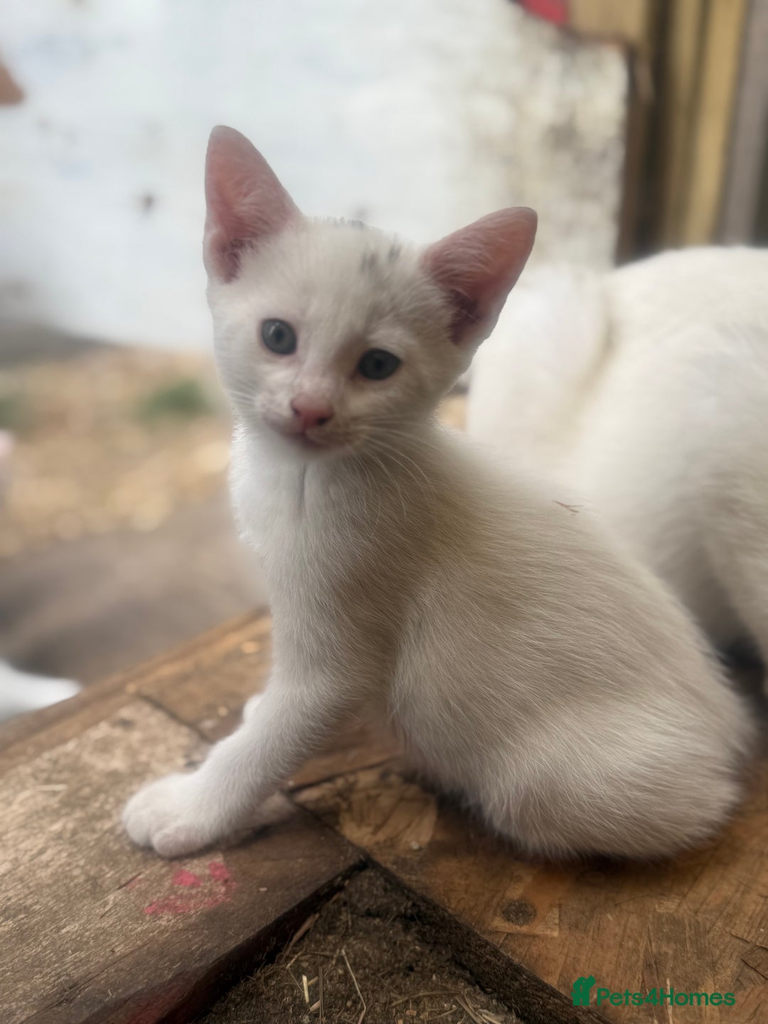 Siamese cats for sale: Stunning Siamese X Ragdoll kittens  - Image 10