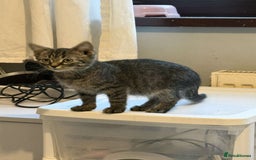 Ragdoll cats for sale: Ragdoll x bengal //// bengal x tabby - Image 19
