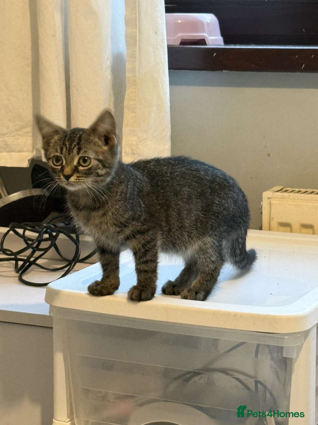 Ragdoll cats for sale: Ragdoll x bengal //// bengal x tabby - Image 19