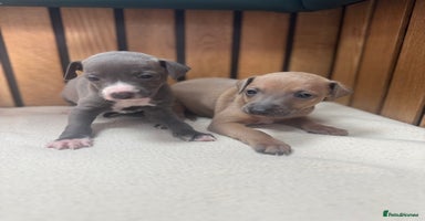 Italian Greyhound dogs - Advert 10