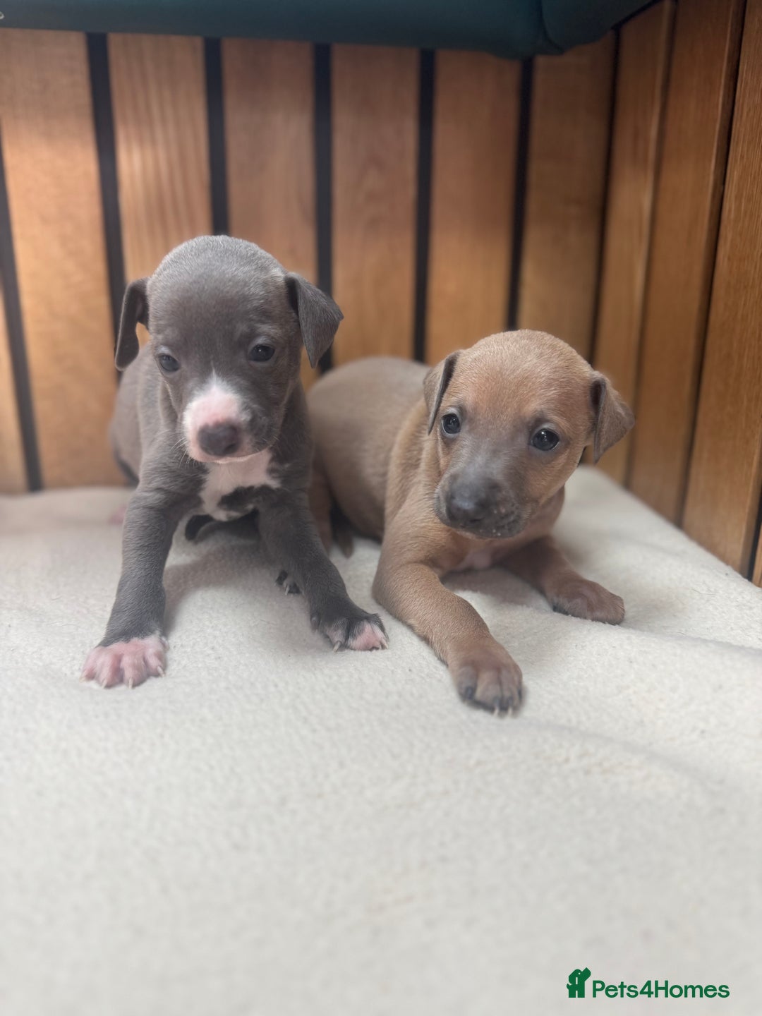 Italian Greyhound dogs for sale: 5⭐️ licensed breeder. SHOW QUALITY PARENTS  - Image 2