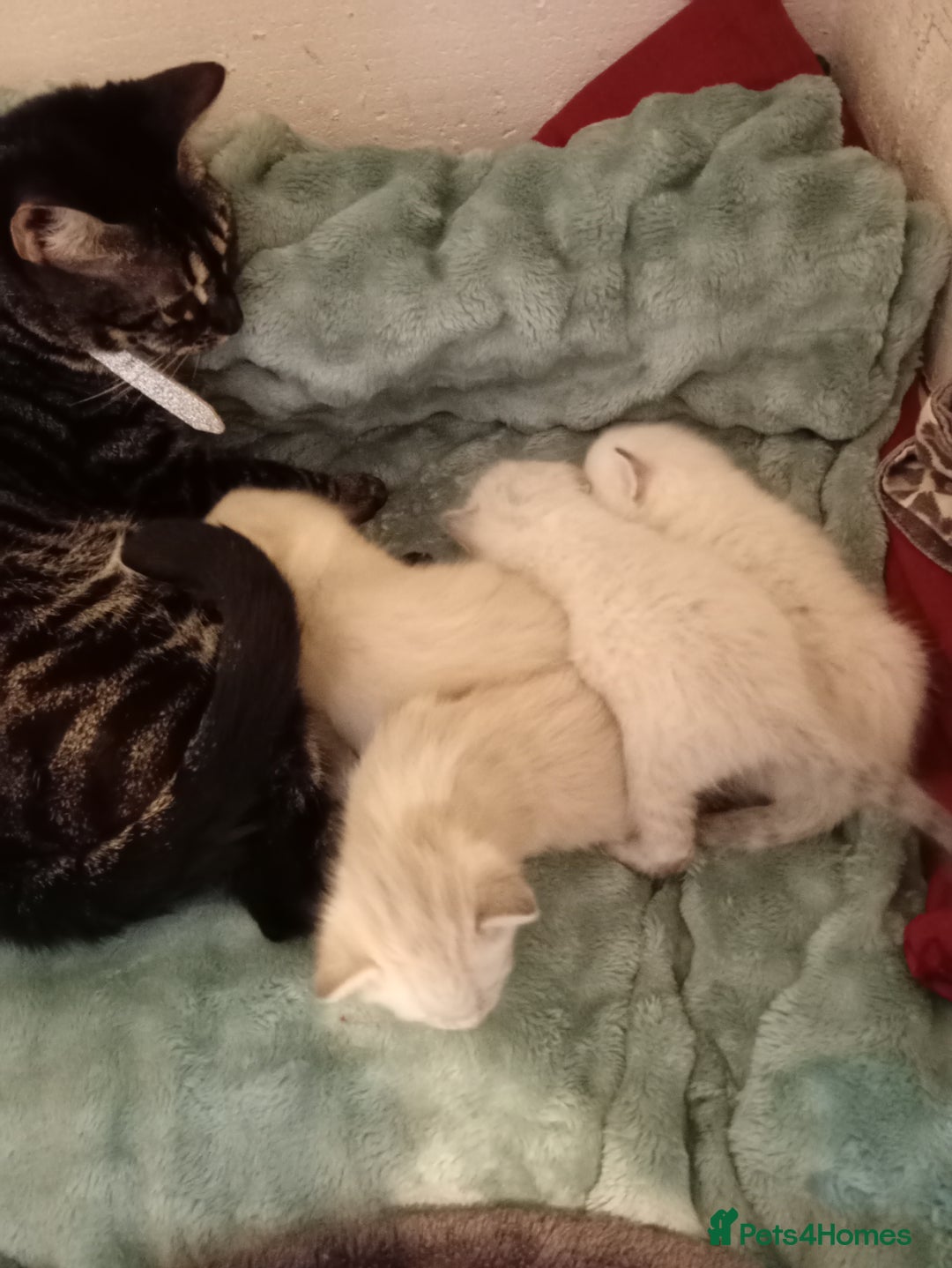 Bengal cats for sale: Bengal ragdoll kittens available halloween - Image 11