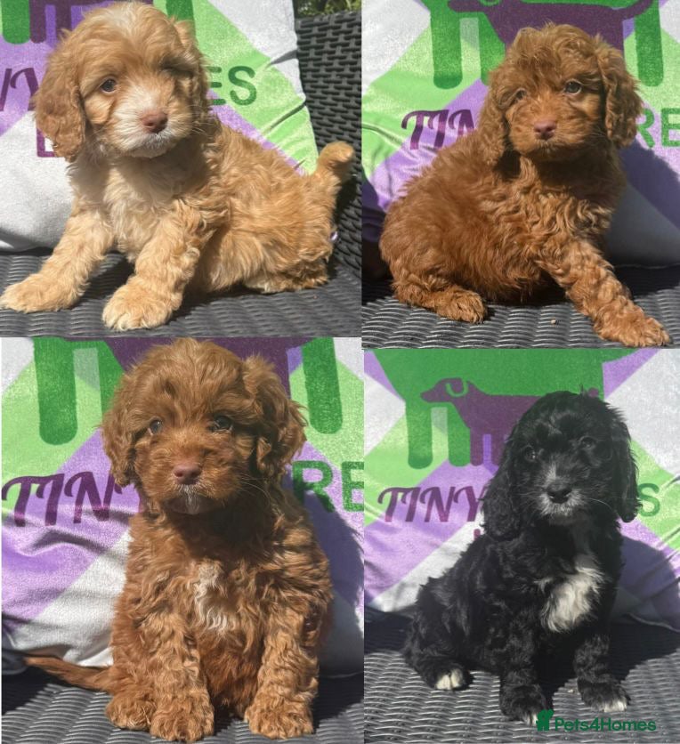 Cockapoo dogs F1 BOYS ONLY MINI COCKAPOOS 30 dna tested - Advert 1