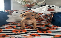 Labrador Retriever dogs for sale: Beautiful fox red Labrador pups - Image 36