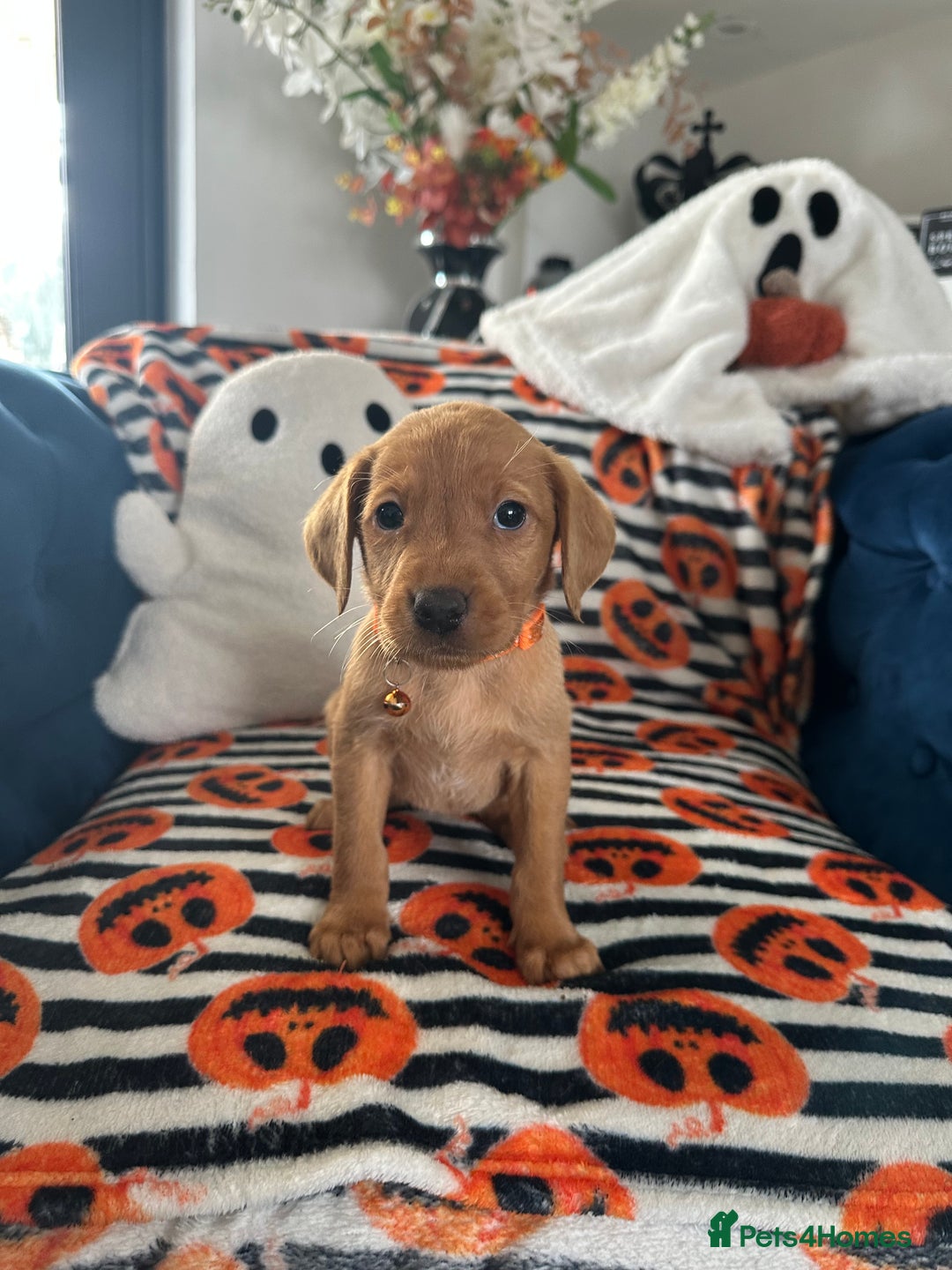 Labrador Retriever dogs for sale: Beautiful fox red Labrador pups - Image 36