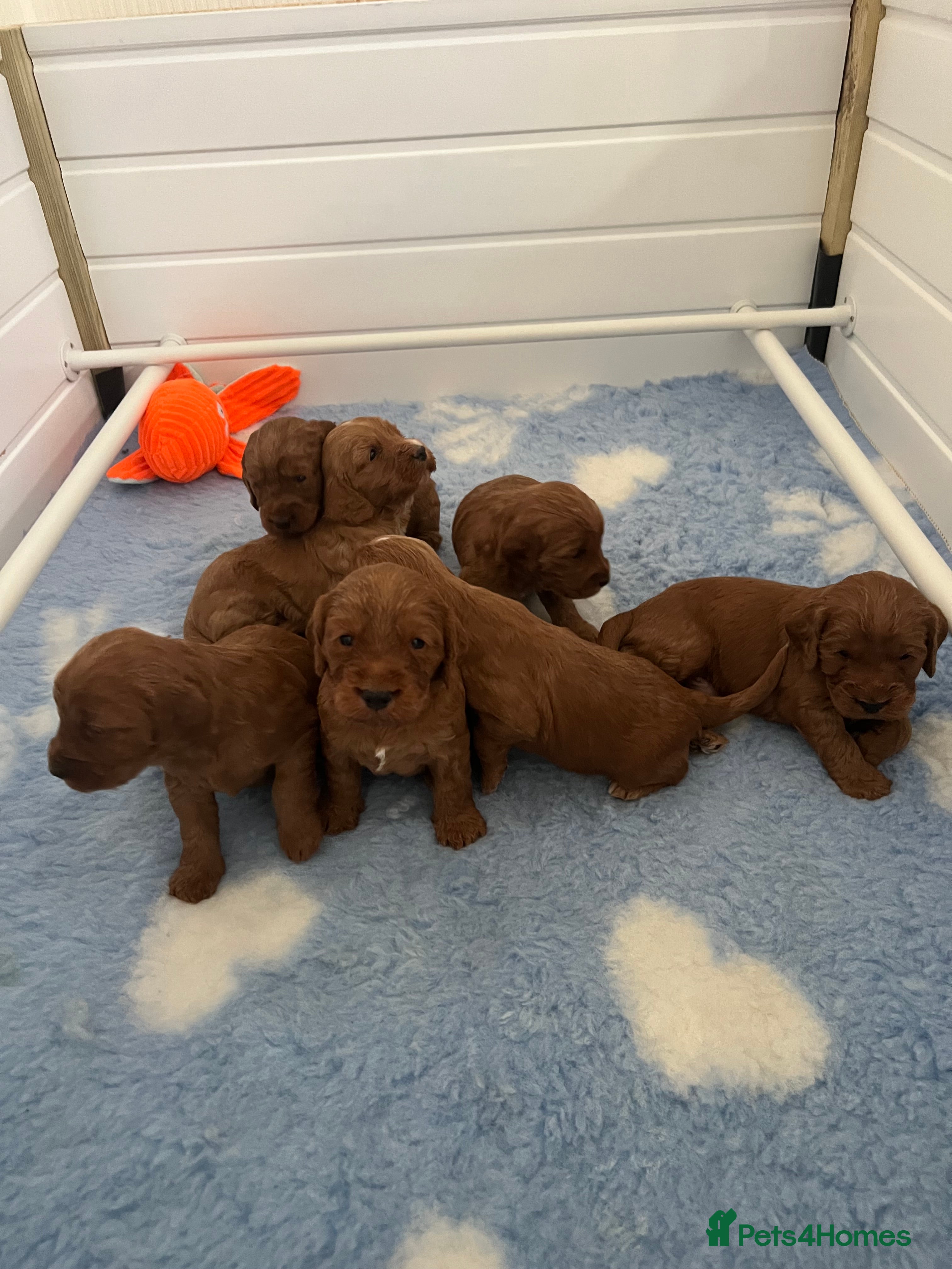 Cockapoo dogs Red F1 Cockapoo puppies from DNA clear parents  - Advert 16