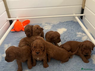 Cockapoo dogs Red F1 Cockapoo puppies from DNA clear parents - Advert 16