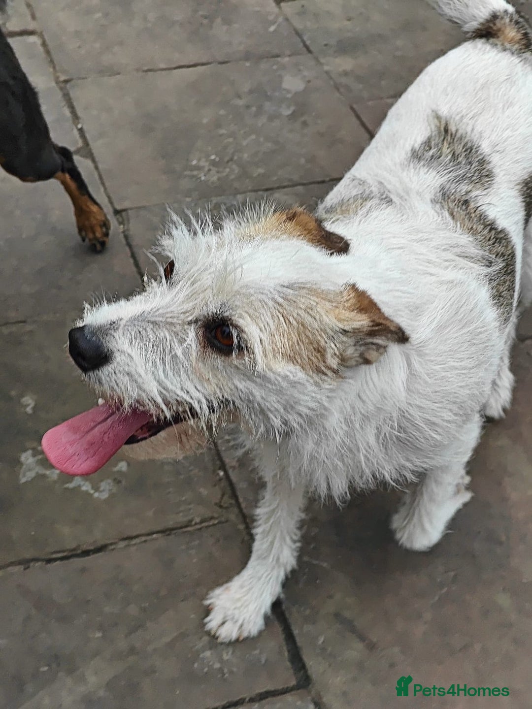 Mixed Breed dogs for adoption: 💖🐶 FAY 🐶💖 - Image 20