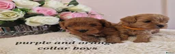 Cavapoochon dogs for sale: Beautiful cavapoochon puppies  - Advert 10