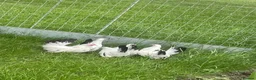 Chickens poultry for sale: Point of lay chickens LAYING HENS - Advert 9